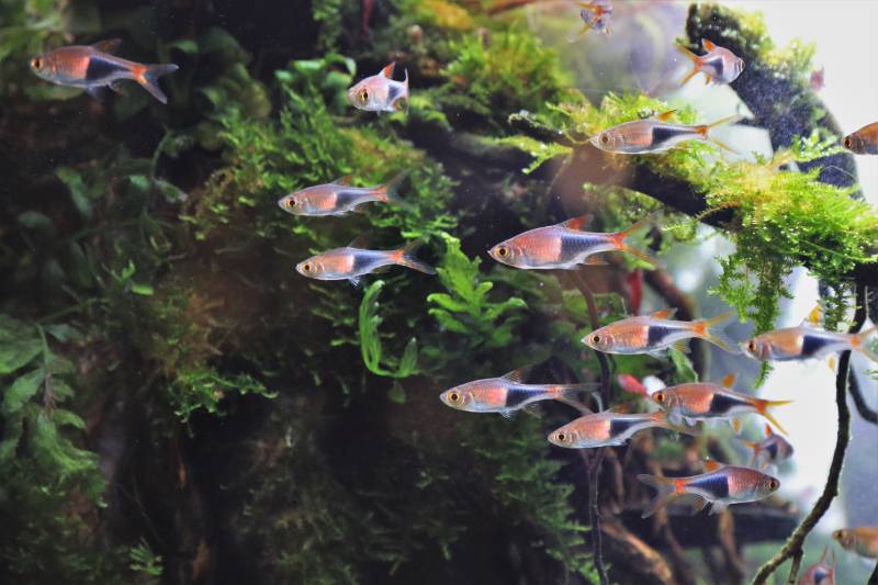Harlequin rasbora are swimming in freshwater aquarium