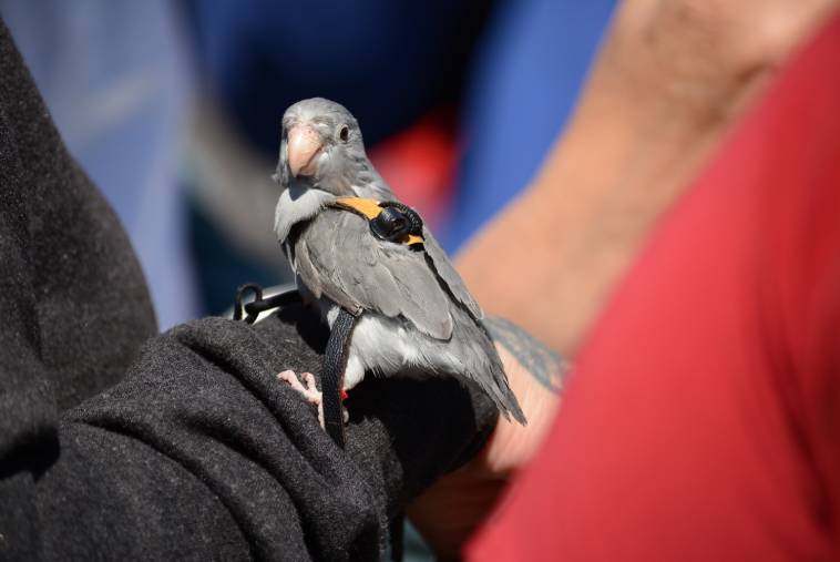 Harness Parrotlet_