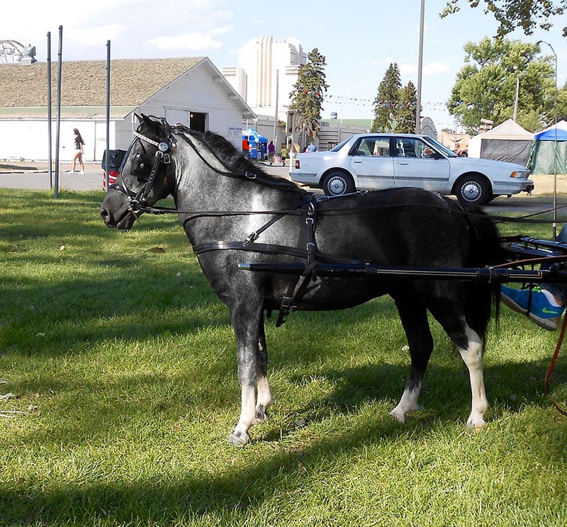 Harness pony
