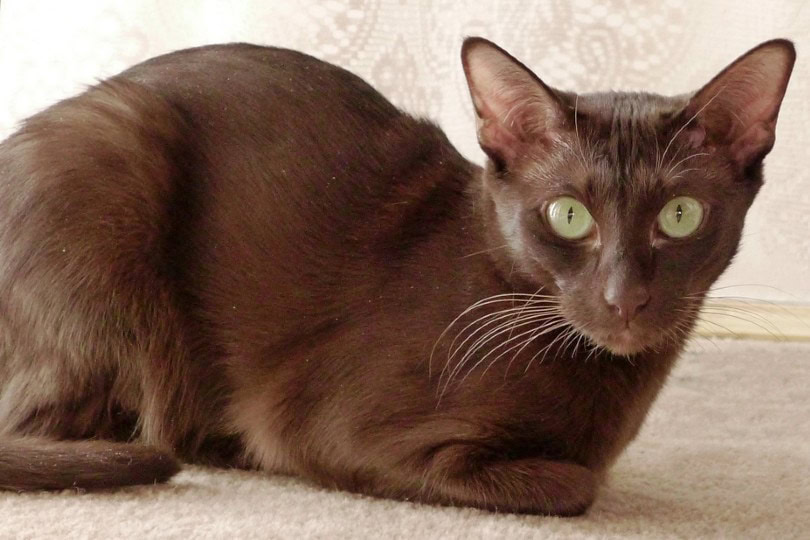 Havana Brown Cat