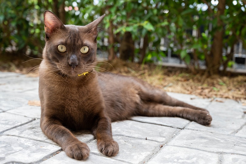 Havana Brown Cat