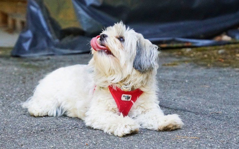 Havanese dog_ralfdeon, Pixaba