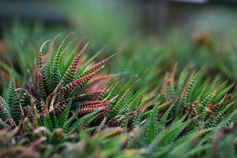 Haworthia plant
