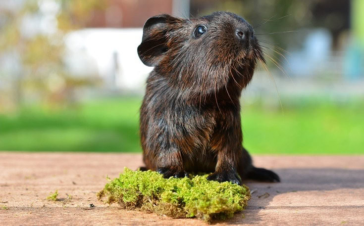 Health Risk Guinea Pig