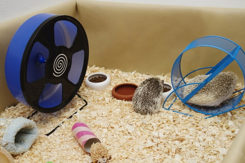Hedgehog cage and litterbox