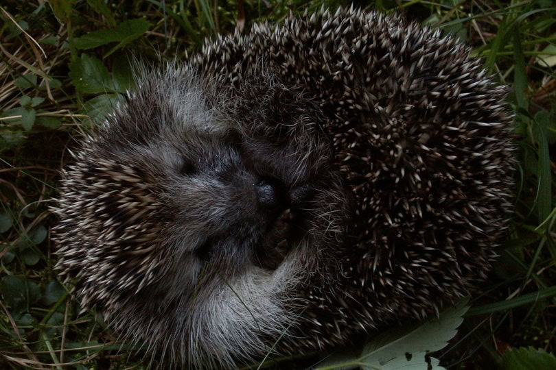 Hedgehog in hibernation