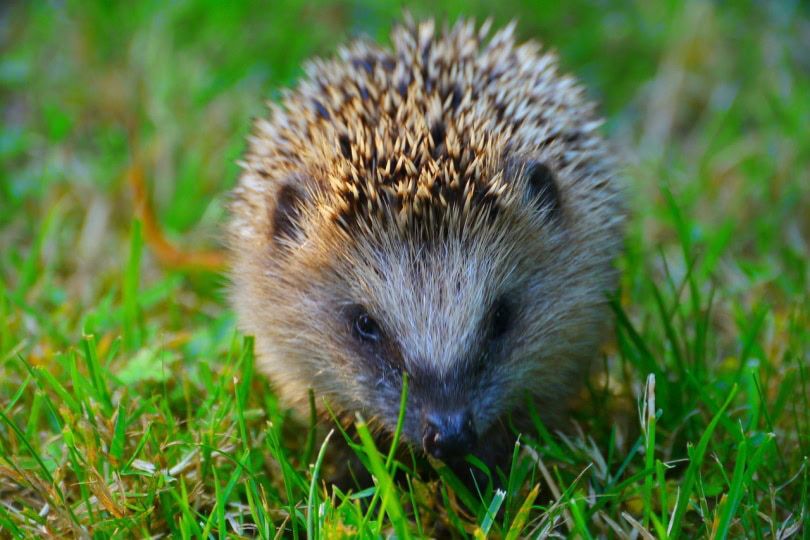 Hedgehog sitting on green grass