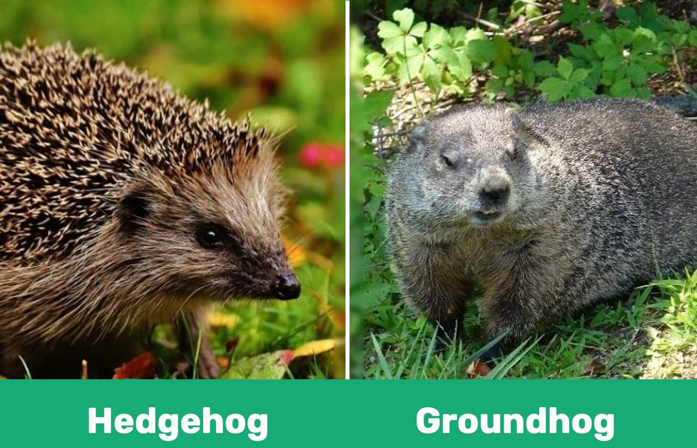 Hedgehog vs Groundhog in template
