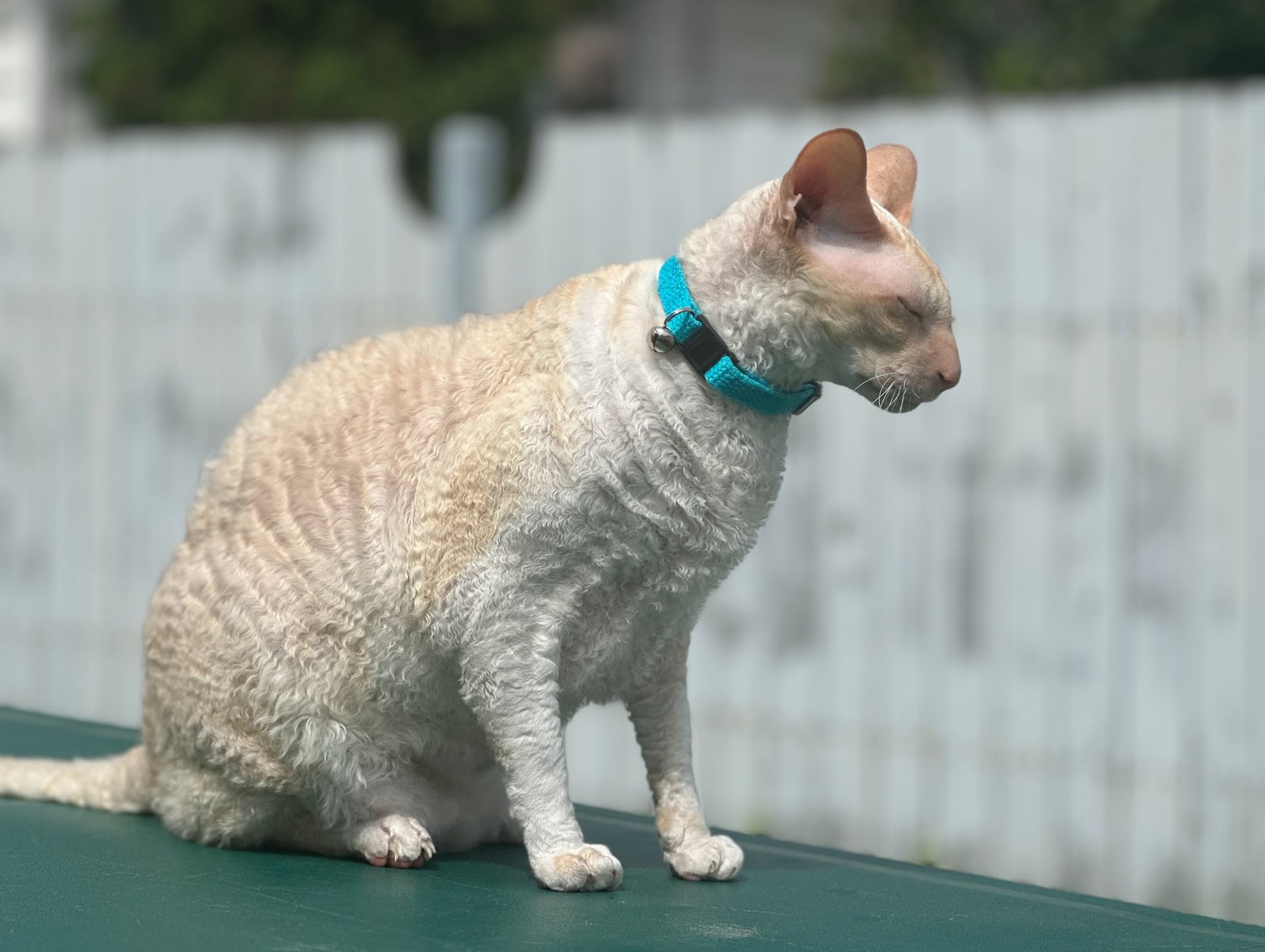 Hepper Breakaway Cat Collar