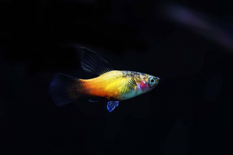 Hifin swordtail platy_Pavaphon Supanantananont_shutterstock