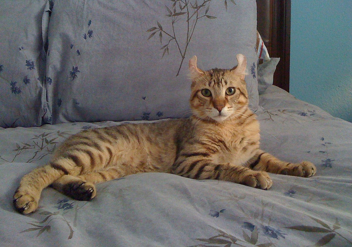 Highlander cat (2010) Hugo by TAnthony
