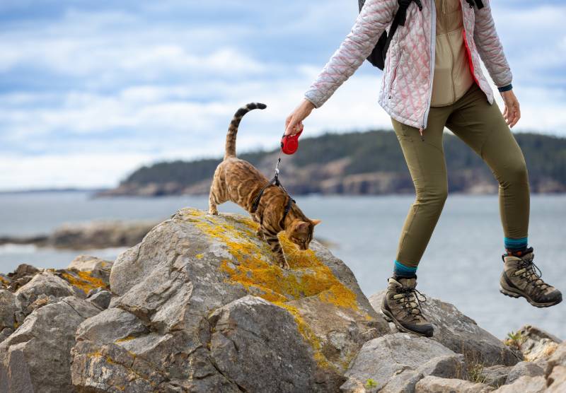 Hiking with Bengal cat on rocky beach