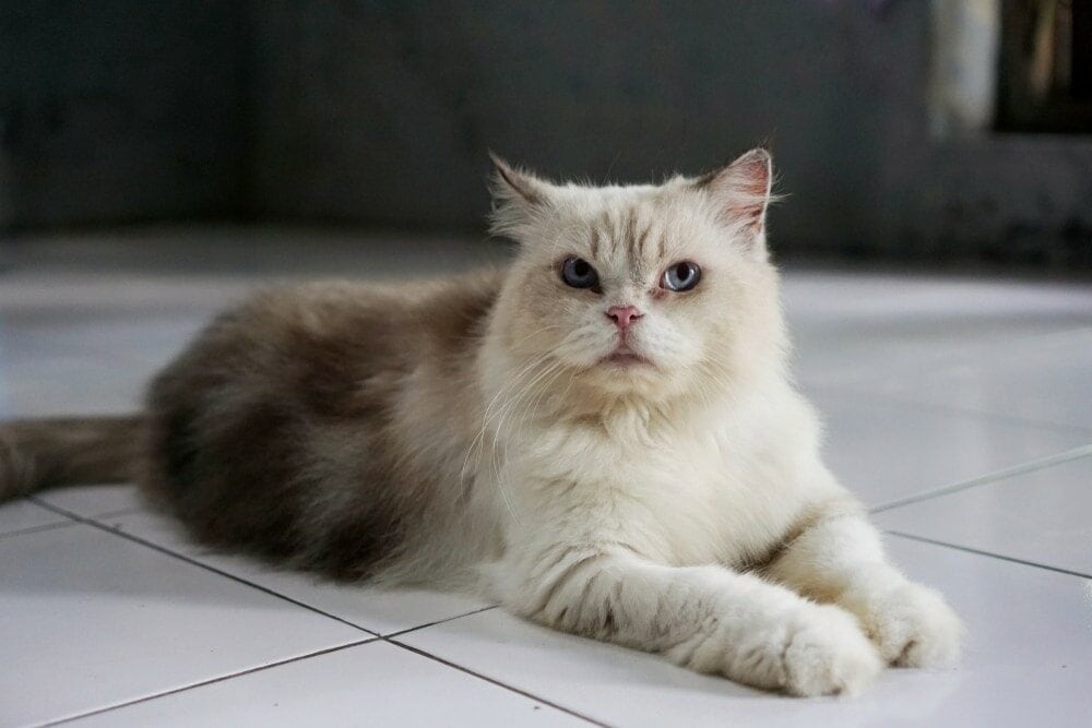himalayan-cat-lying-on-the-floor_multi-ilham-anugriya_shutterstock-6828809