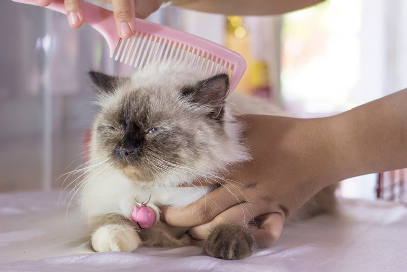 Himalayan cat
