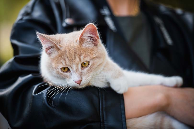 Holding Cat