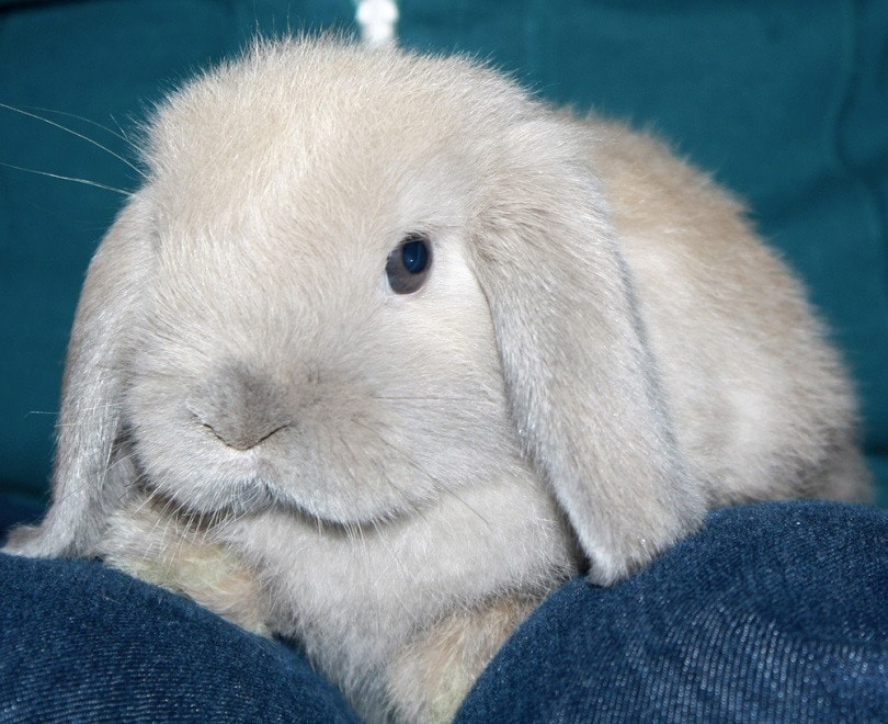 Holland-Lop-Bunny-Blue-Tort-Buck_RingDeer-Enterprises_shutterstock