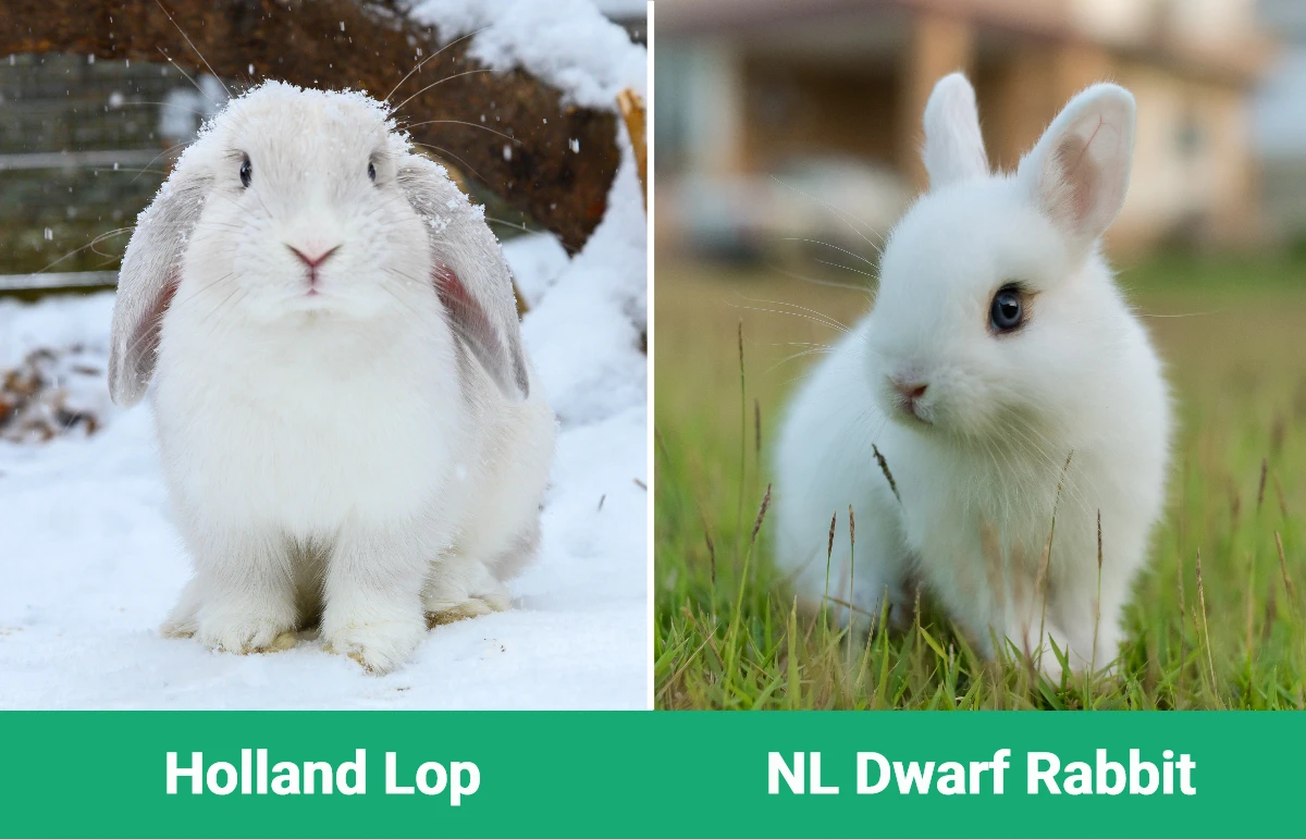 Holland Lop vs Netherland Dwarf Rabbit - Visual Differences