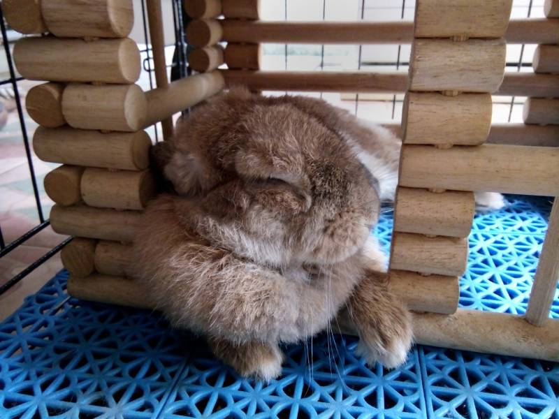 Holland Lops rabbit is sleeping happily in the wooden cage
