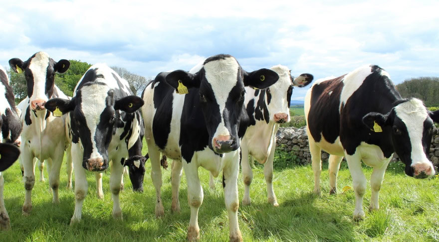 Holstein cow
