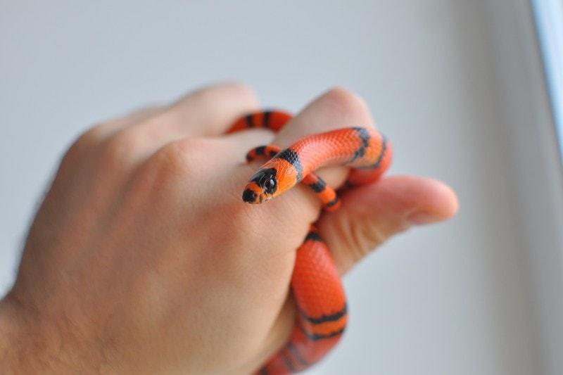 Honduran milk snake winding in the hand