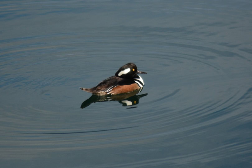 Hooded merganser swimming in the lake
