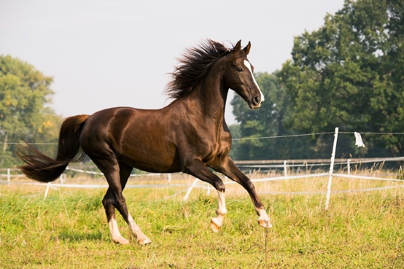 Horse Galloping