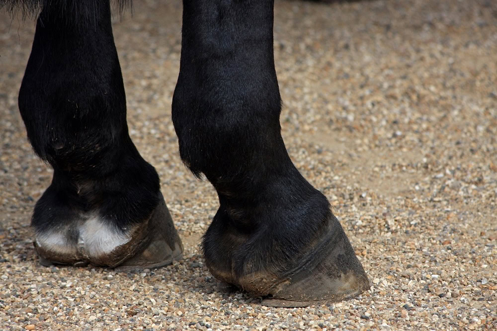 Horse Hoof