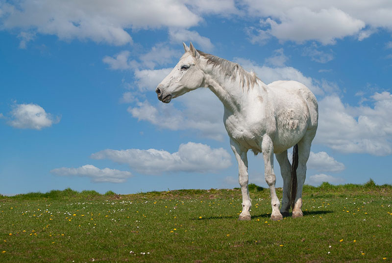 Horse Mare