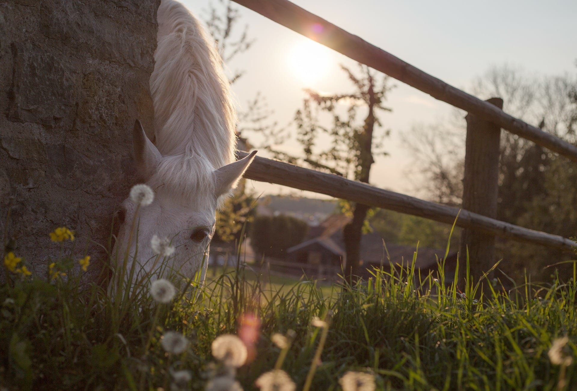 Horse eating grass