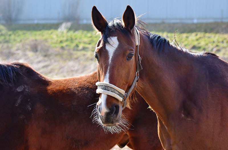 Horse Stallion Mare