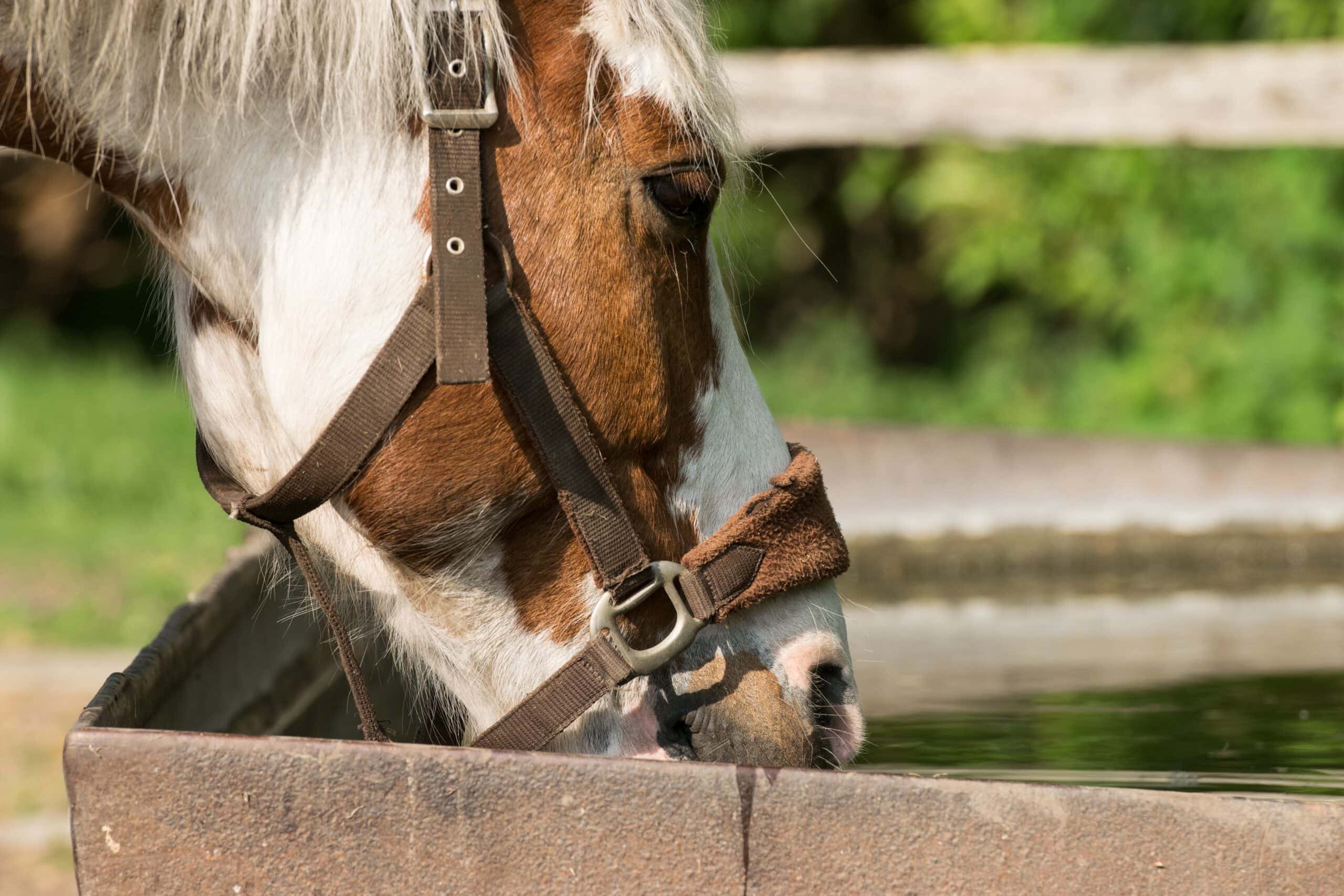 Horse drinking water