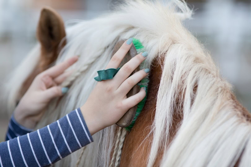 Horse grooming_Budimir Jevtic_Shutterstock
