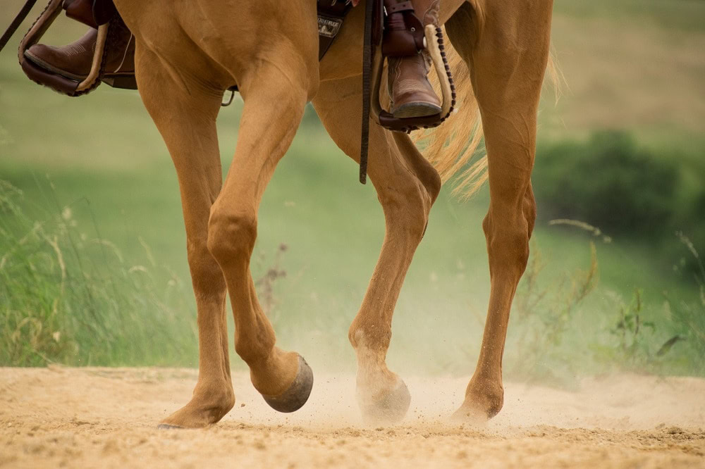 Horse hoof in action