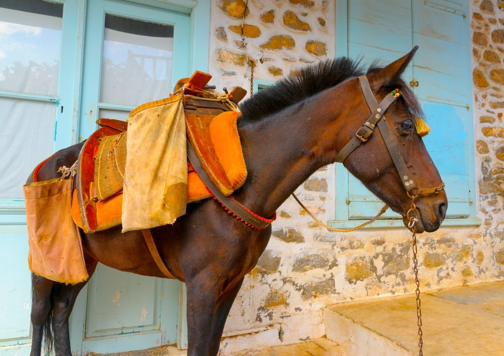 horse in greece