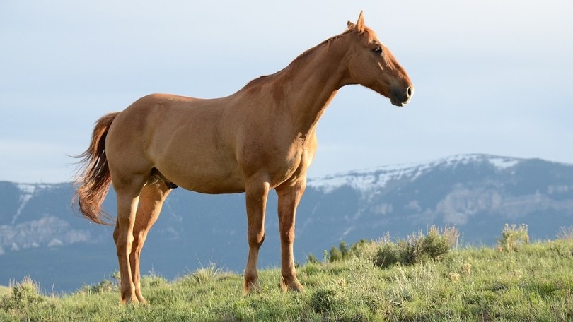 Horse in the field