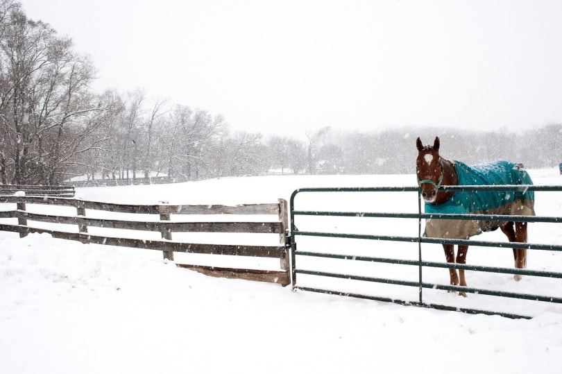Horse in the snow