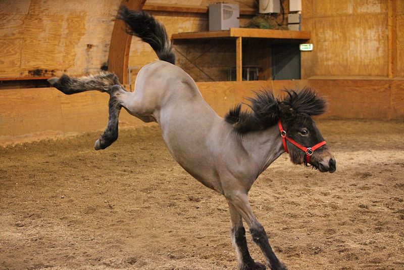 Horse jumping