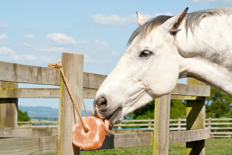 Horse on Mineral block