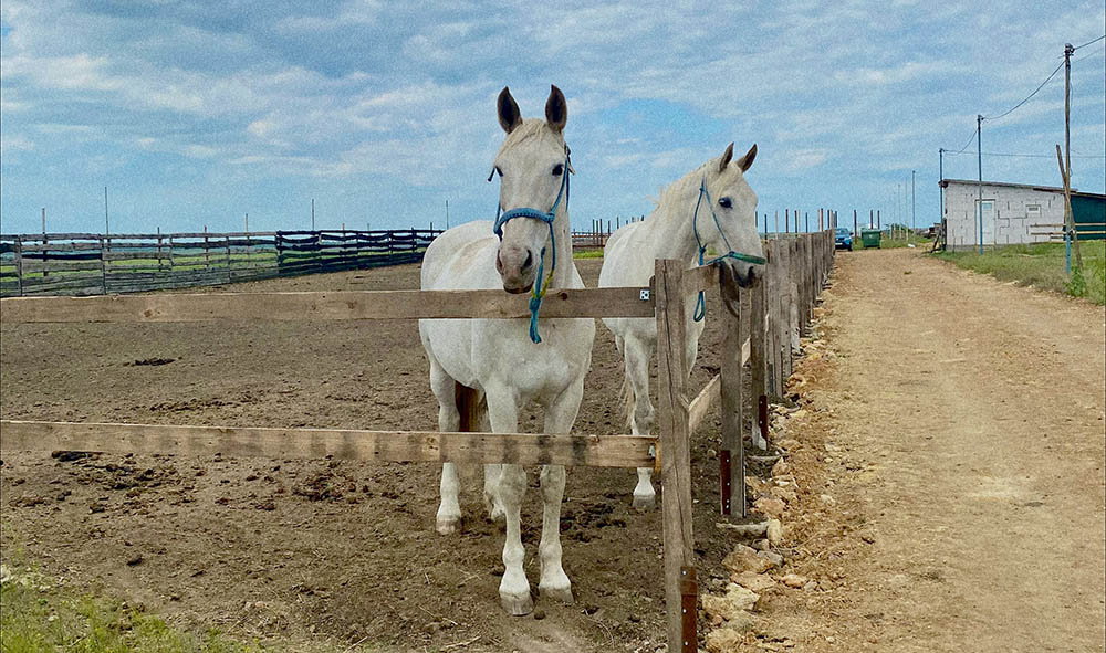 Horse stall
