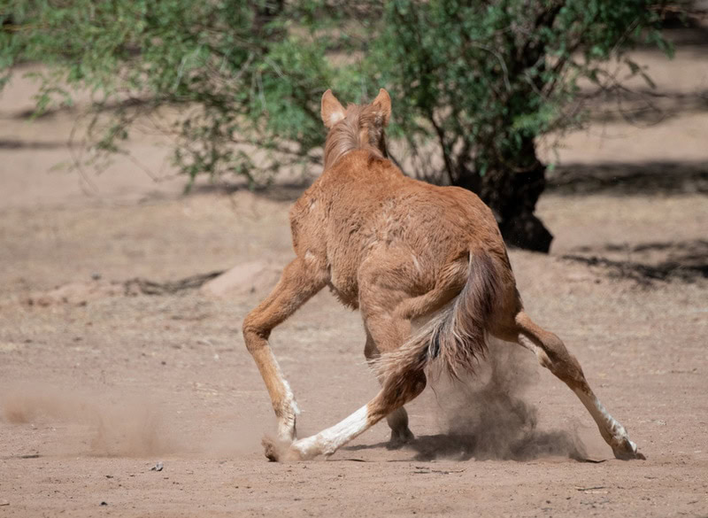 Horse with wobbly legs