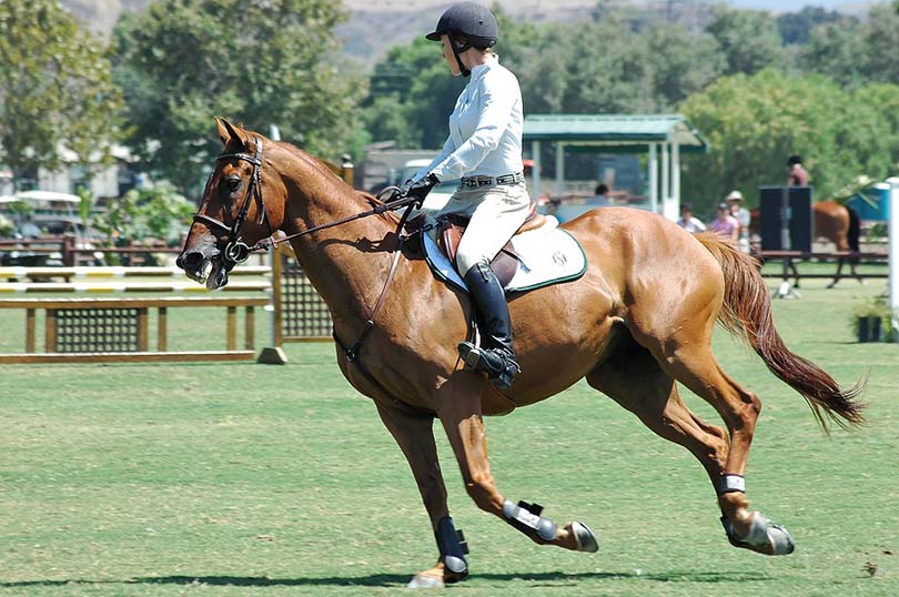 HorseBack Riding Sport