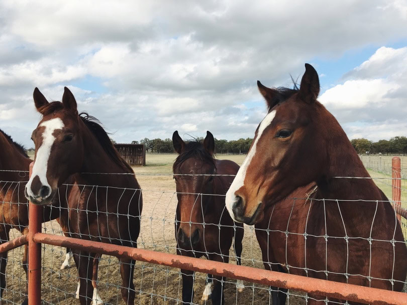 Horses on the fence