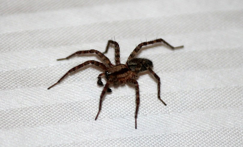 House Spider