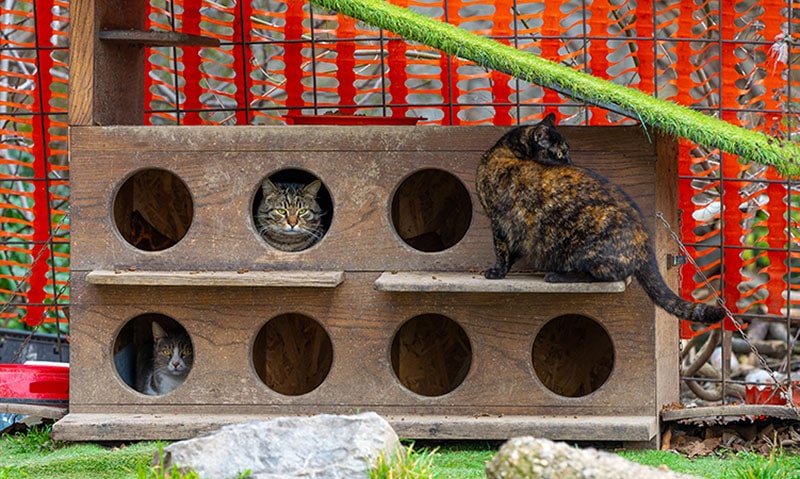 House for street cats on the street