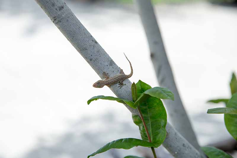 House lizard or gecko on tree