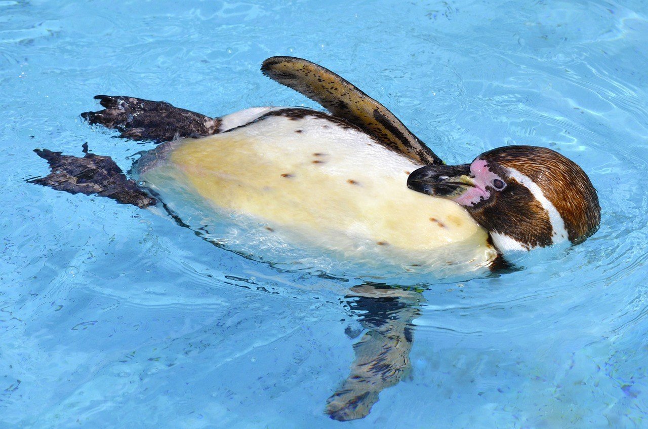 Humboldt Penguin swimming