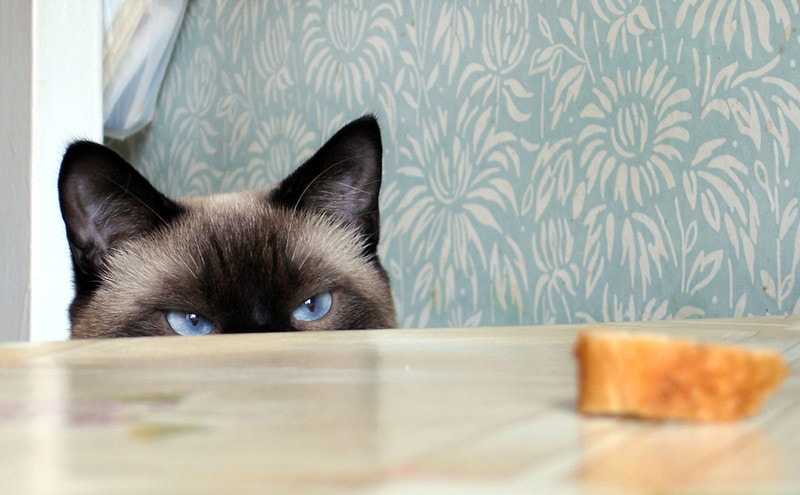 Hungry cat and a slice of white bread