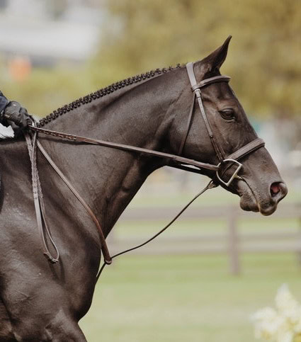 Hunter Braids by savvy horse woman