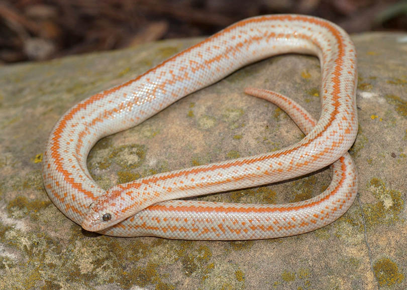 Hypomelanistic Rosy Boa on a rock