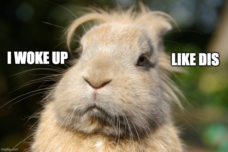 silly rabbit memes woke up